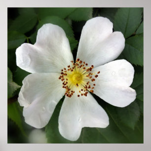 Poster fleur blanche