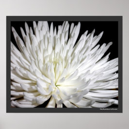 Poster Fleur blanche Chrysanthemum Fleur Fleurs Photo