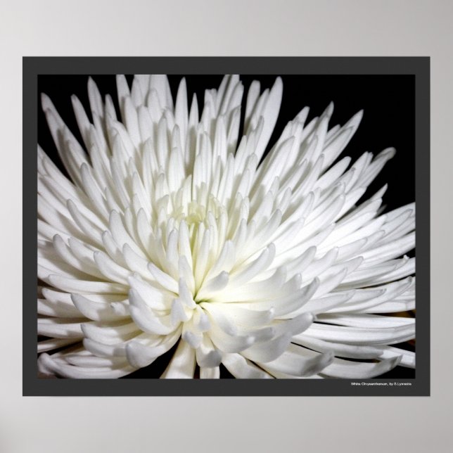 Poster Fleur blanche Chrysanthemum Fleur Fleurs Photo (Devant)
