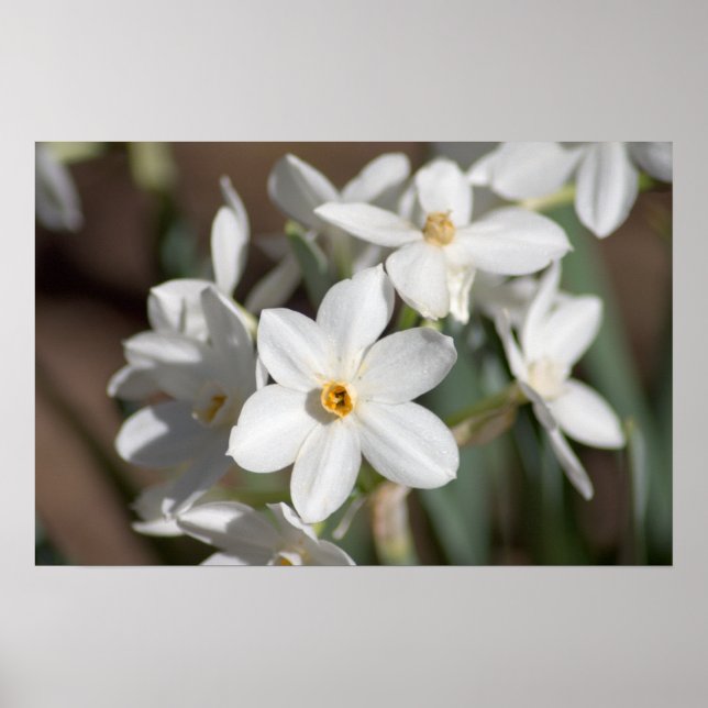 Poster Fleur blanche en papier Ziva (Devant)