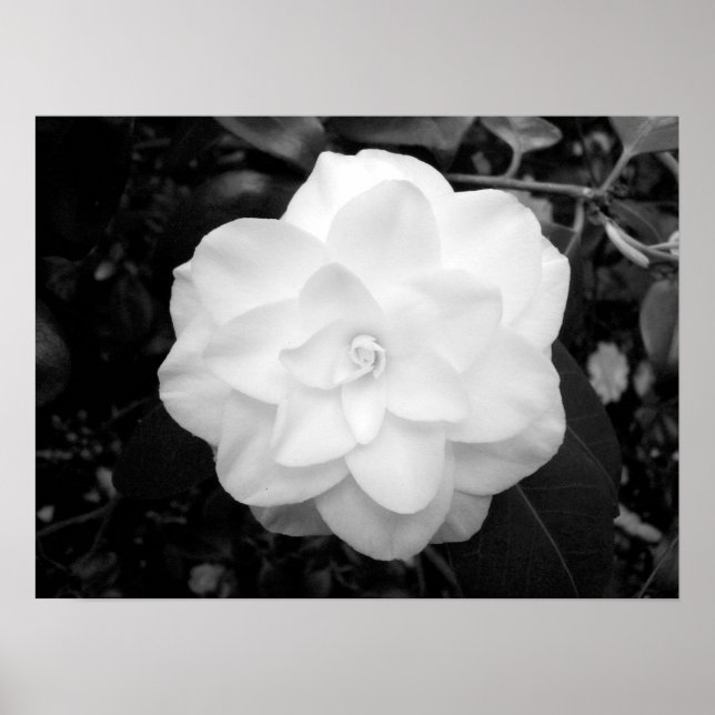Poster Fleur blanche. (noir et blanc) (Devant)