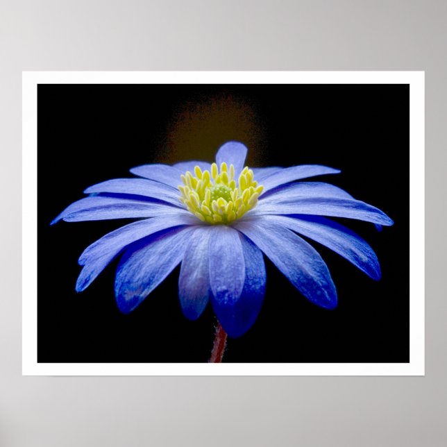 Poster Fleur bleu unique contre le noir (Devant)