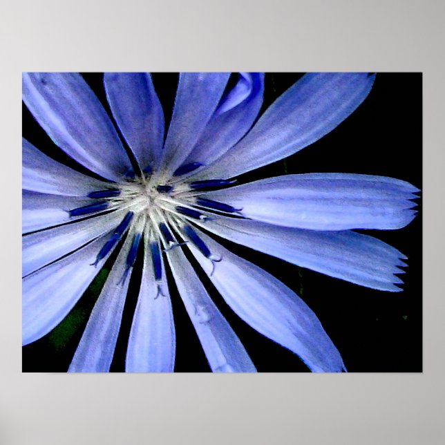 Poster Fleur bleue Chicory Wild (Devant)