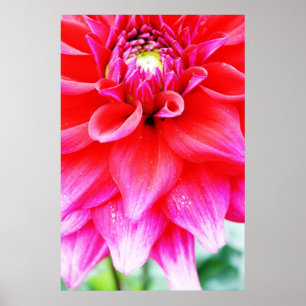 Poster Fleur brillante