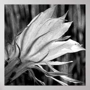 Poster Fleur Cactus