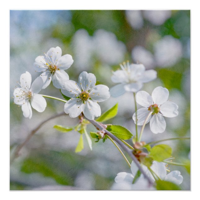 Poster Fleur cerise blanche (Devant)