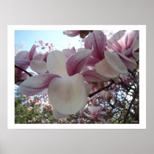 Poster Fleur Cherry Blossom