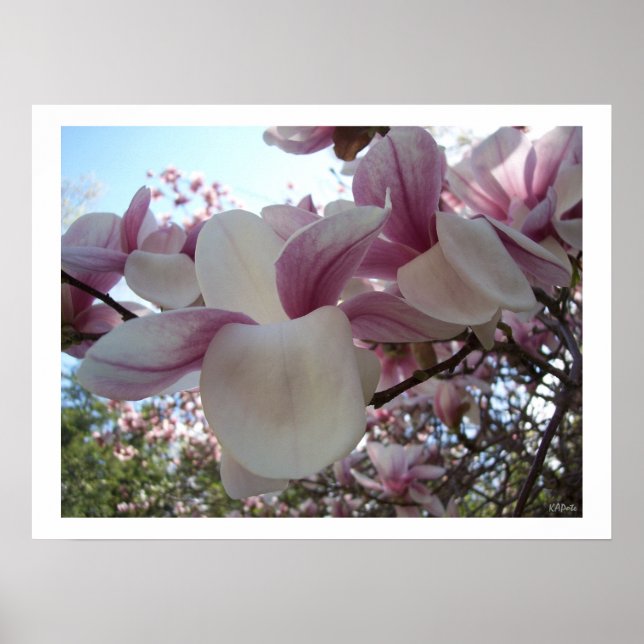 Poster Fleur Cherry Blossom (Devant)