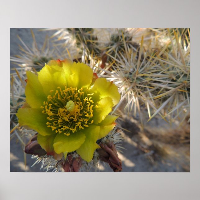 Poster Fleur Cholla Cactus (Devant)