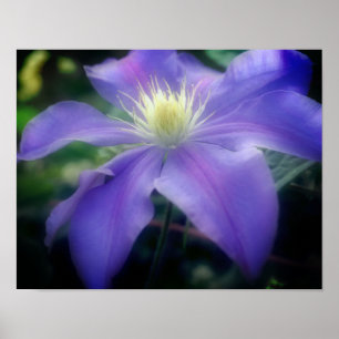 Poster Fleur Clematis violette souple