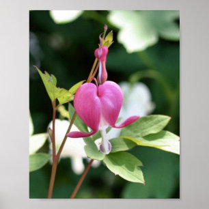 Poster Fleur coeur à saignement rose unique