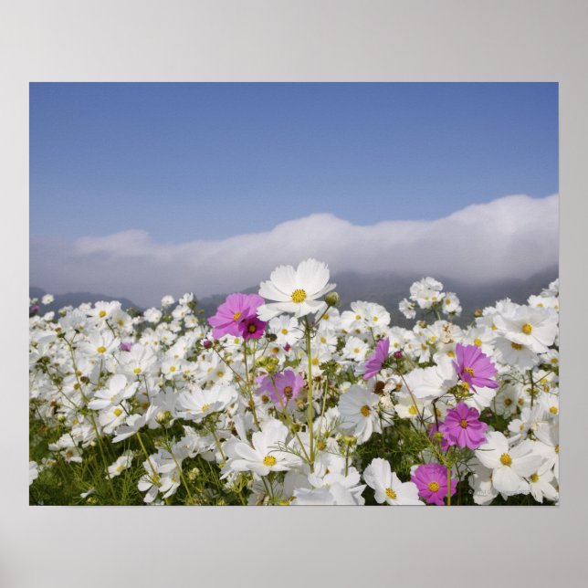 Poster Fleur Cosmos (Devant)