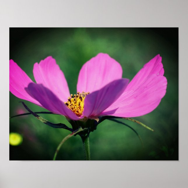 Poster Fleur Cosmos Rose Unique En Fleur (Devant)