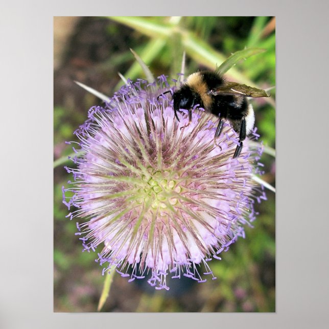 POSTER FLEUR D'ABEILLE ET DE CARDÈRE (Devant)