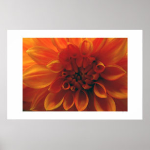 Poster Fleur Dahlia