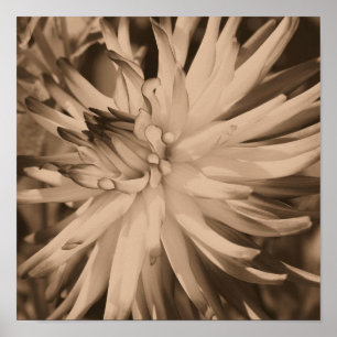 Poster Fleur Dahlia Gros Plan À Sepia