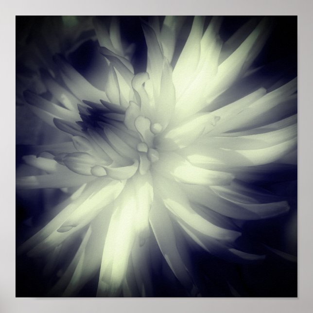 Poster Fleur Dahlia Noir Et Blanc Haut Contraste (Devant)