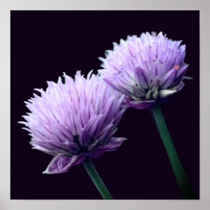 Poster Fleur d'ail oignon violet en gros plan