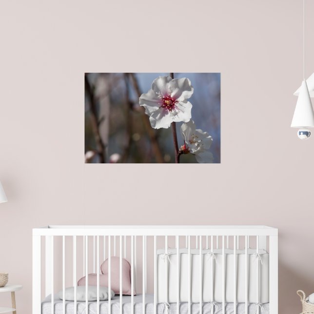 Poster Fleur d'amandes blanches - Lumière de printemps na (Pépinière 2)