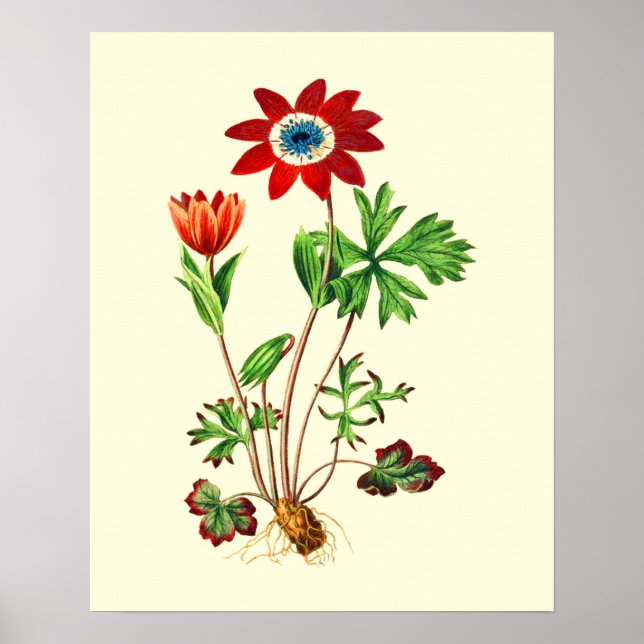 Poster Fleur d'anémone étoile vintage (Devant)