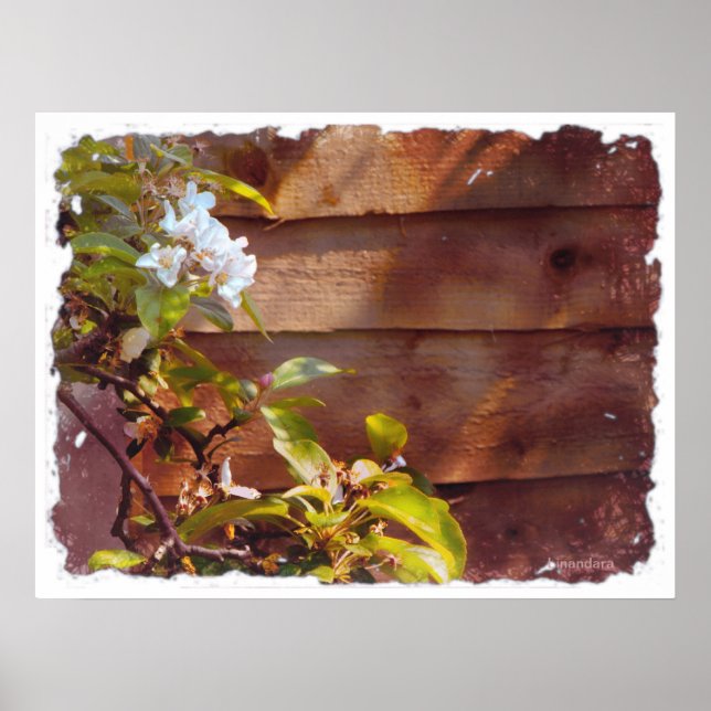 Poster Fleur d'Apple (Devant)