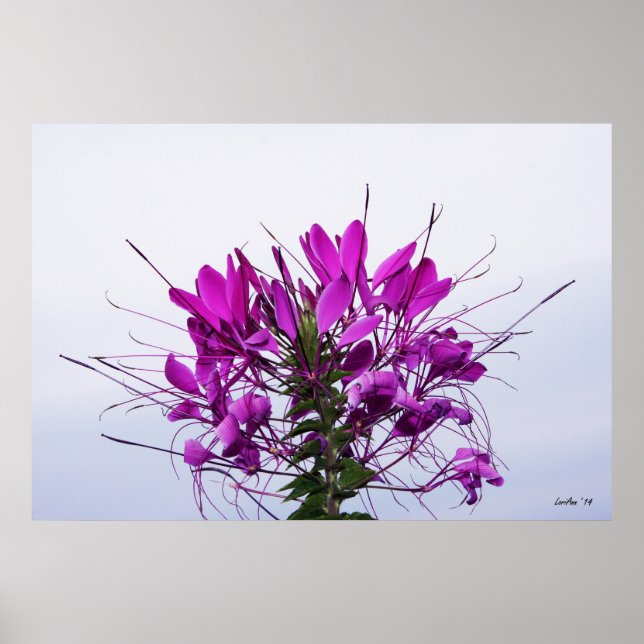 Poster Fleur d'araignée - Fermer (Devant)