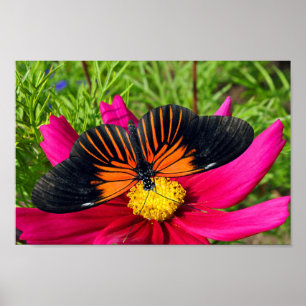Poster fleur d'aster mexicain avec une Doris Longwing