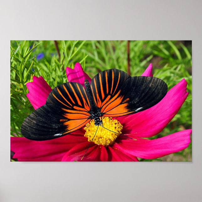 Poster fleur d'aster mexicain avec une Doris Longwing  (Devant)