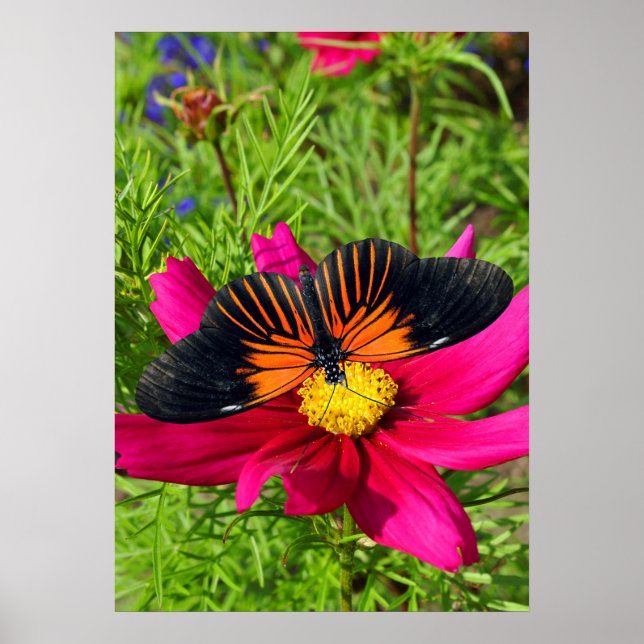 Poster Fleur d'aster mexicain avec une Longwing Doris (Devant)