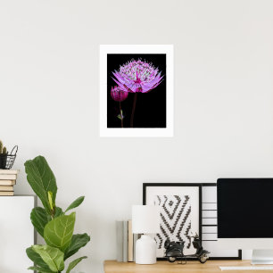 Poster Fleur d'Astrantia rose sur fond floral noir