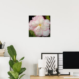 Poster Fleur de bégonia tubéreux blanc