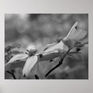 Poster Fleur de bois de chien fermer noir blanc photo imp