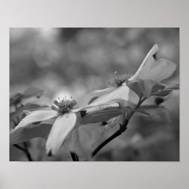 Poster Fleur de bois de chien fermer noir blanc photo imp (Devant)
