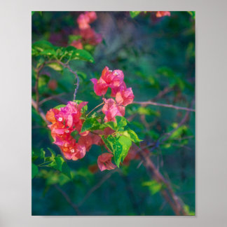 Poster Fleur de bougainvillée rose Photographie Murale Po
