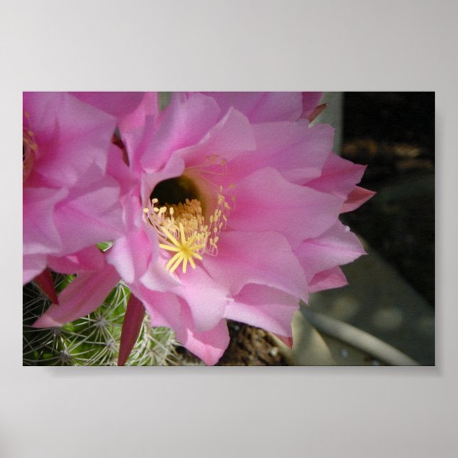 Poster Fleur de cactus (Devant)