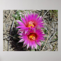 Fleur de Cactus Balle F5 "Escobaria vivipara"