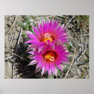 Poster Fleur de Cactus Balle F5 "Escobaria vivipara"