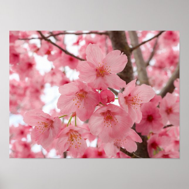 Poster Fleur de cerise (Devant)
