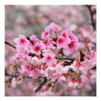 Fleur de cerisier Fleurs d'arbre japonaises rose f