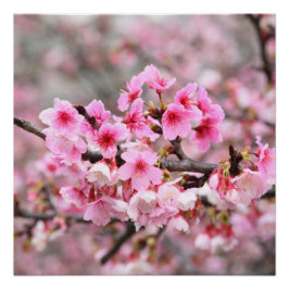 Poster Fleur de cerisier Fleurs d'arbre japonaises rose f