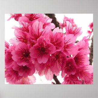 Poster Fleur de cerisiers