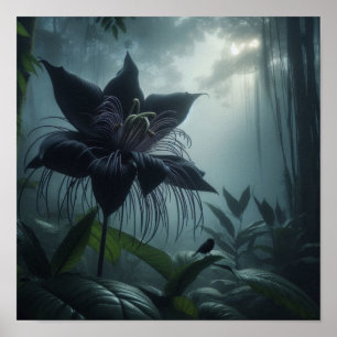 Poster Fleur de chauve-souris parmi de rares plantes trop