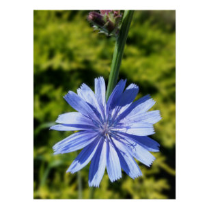 Poster Fleur de chicorée
