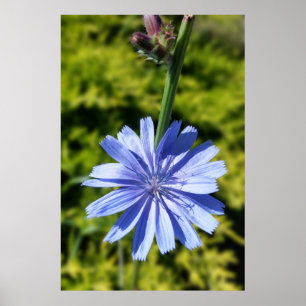 Poster Fleur de chicorée