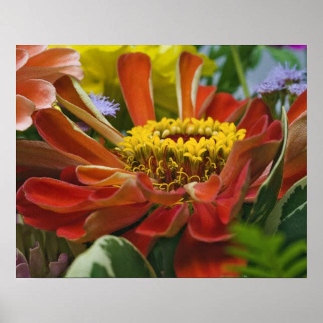 Poster fleur de chrysanthème (Devant)
