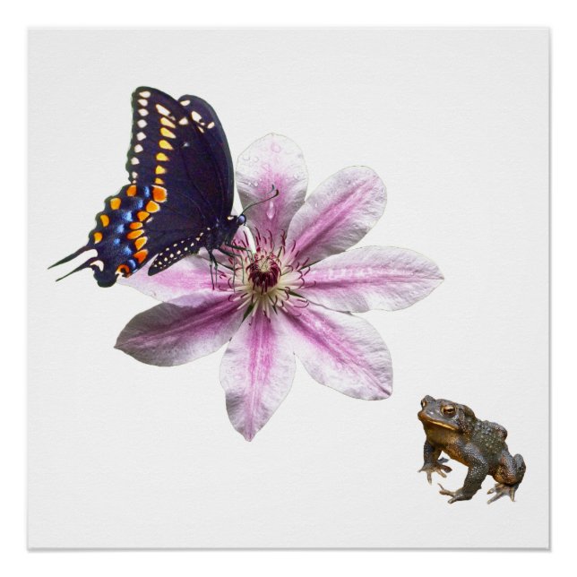 Poster Fleur de Clematis et papillon noir à queue noire (Devant)
