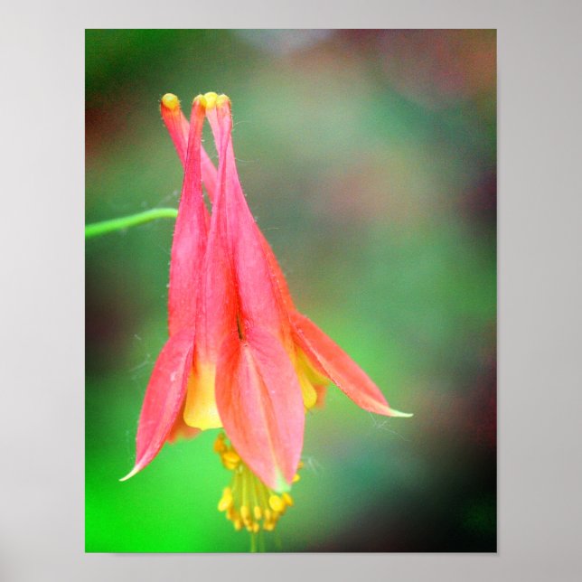 Poster Fleur de colonne délicate (Devant)