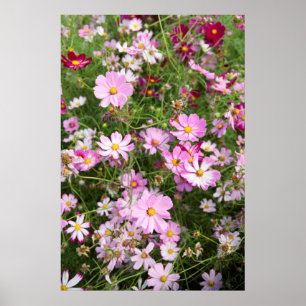Poster Fleur de Cosmos (Bidens Formosa). Kirkwood