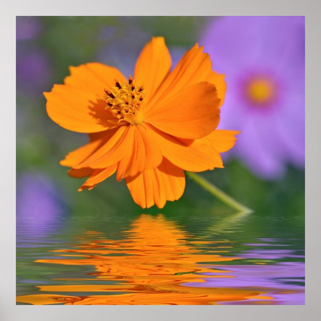 Poster Fleur de cosmos orange au-dessus de l'eau (Devant)