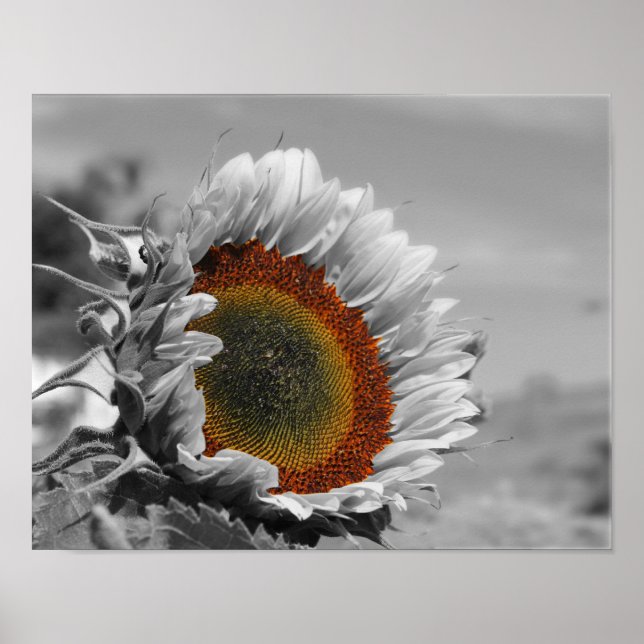 Poster Fleur de couleur partielle de tournesol (Devant)